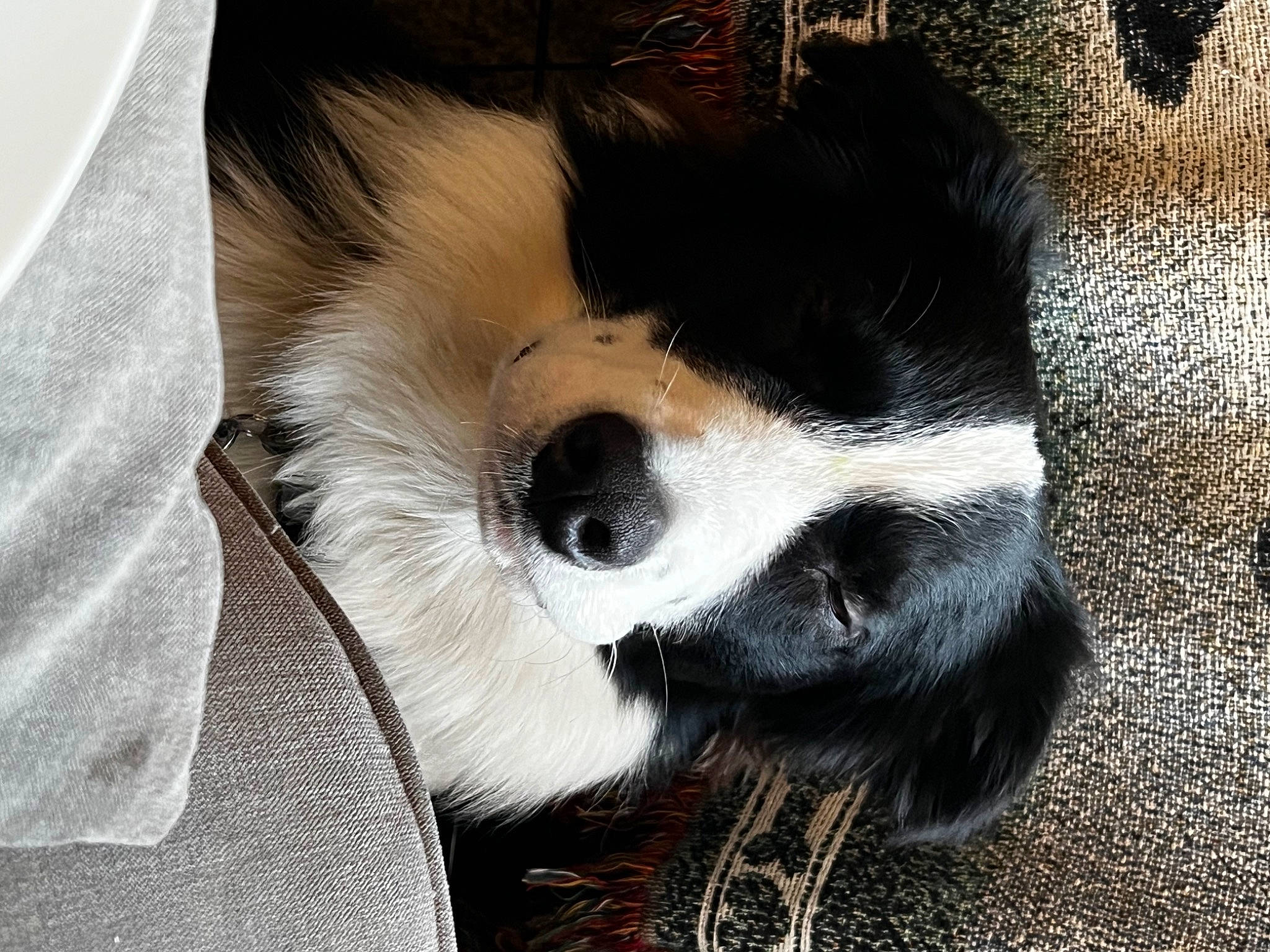 Kado is registered to the contest to win money with this photo: carnivore, companion_dog, dog, dog_breed, fur, sporting_group, terrestrial_animal, toy_dog, whiskers, working_animal, working_dog