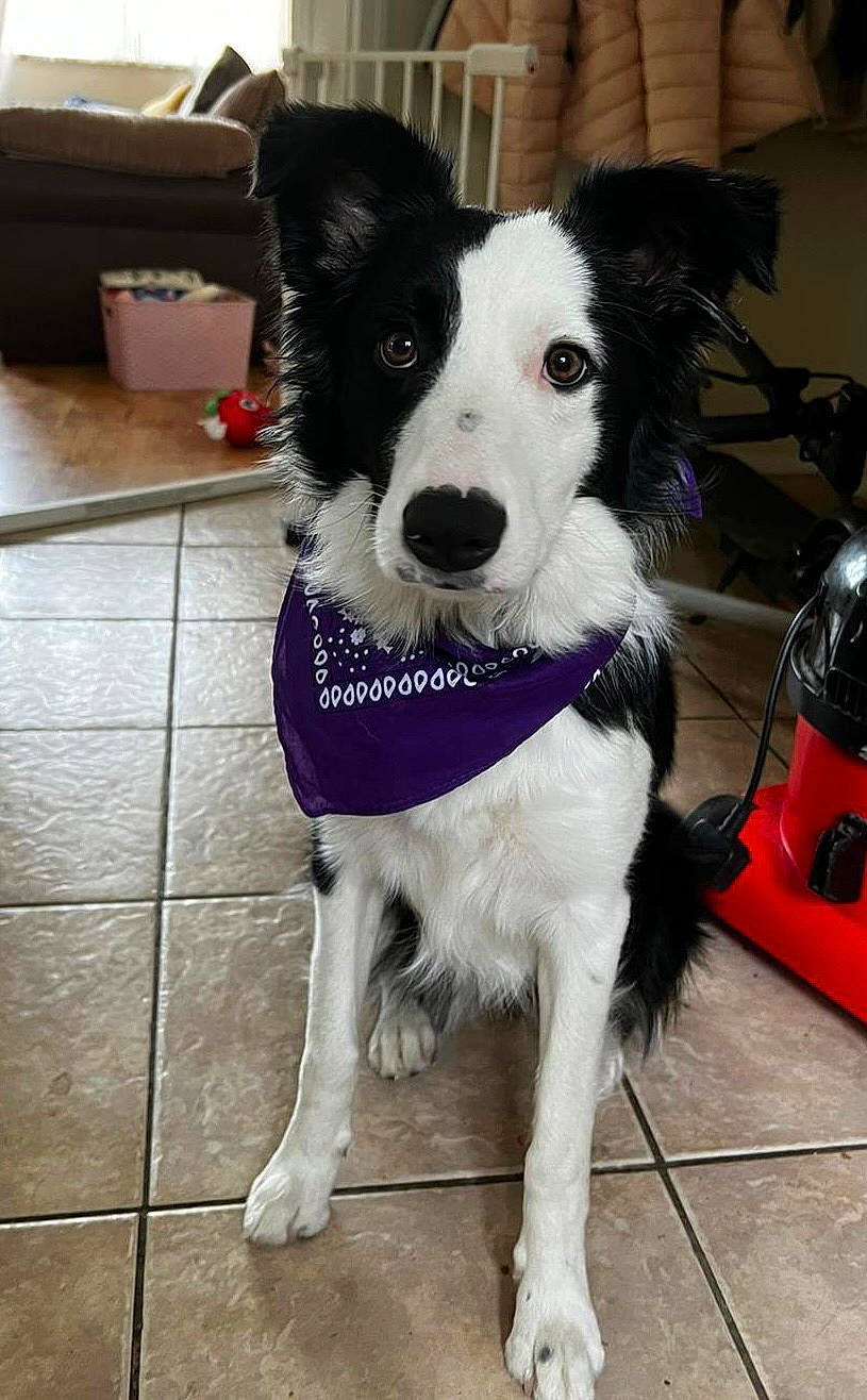 Indi joined the competition — help win amazing prizes! canidae, carnivore, chair, collar, companion_dog, dog, dog_breed, dog_collar, dog_supply, fashion_accessory, flooring, fur, herding_dog, leash, snout, sporting_group, toy_dog, whiskers, working_animal, working_dog