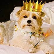 Miss Paisley is registered to the contest to win money with this photo: dog, bed, crown, bandana, white, brown, fluffy, pet, indoors, portrait, cute, magic, wand, sparkles, animal, laying, cozy, soft, resting, whimsical