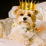 dog, bed, crown, bandana, white, brown, fluffy, pet, indoors, portrait, cute, magic, wand, sparkles, animal, laying, cozy, soft, resting, whimsical