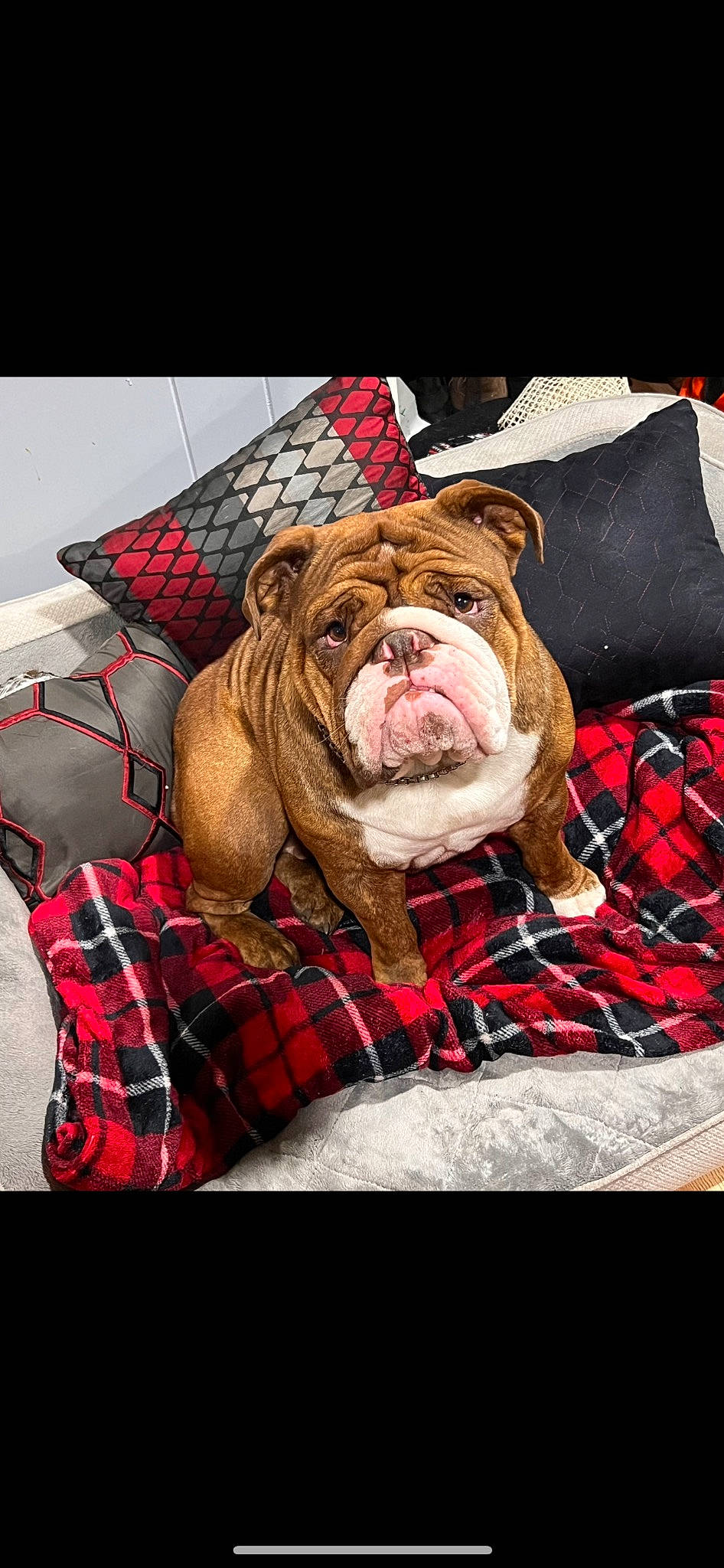 Hunnybun joined the competition — help win amazing prizes! bulldog, carnivore, collar, comfort, companion_dog, dog, dog_breed, dog_collar, dog_supply, fawn, fur, liver, pattern, pet_supply, plaid, snout, sporting_group, tartan, white_english_bulldog, wrinkle