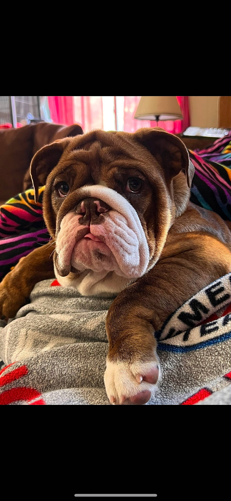 Hunnybun is registered to the contest to win money with this photo: bulldog, canidae, carnivore, comfort, companion_dog, dog, dog_breed, fawn, fur, liver, non_sporting_group, snout, sporting_group, symmetry, terrestrial_animal, toy_dog, whiskers, white_english_bulldog, working_animal, wrinkle