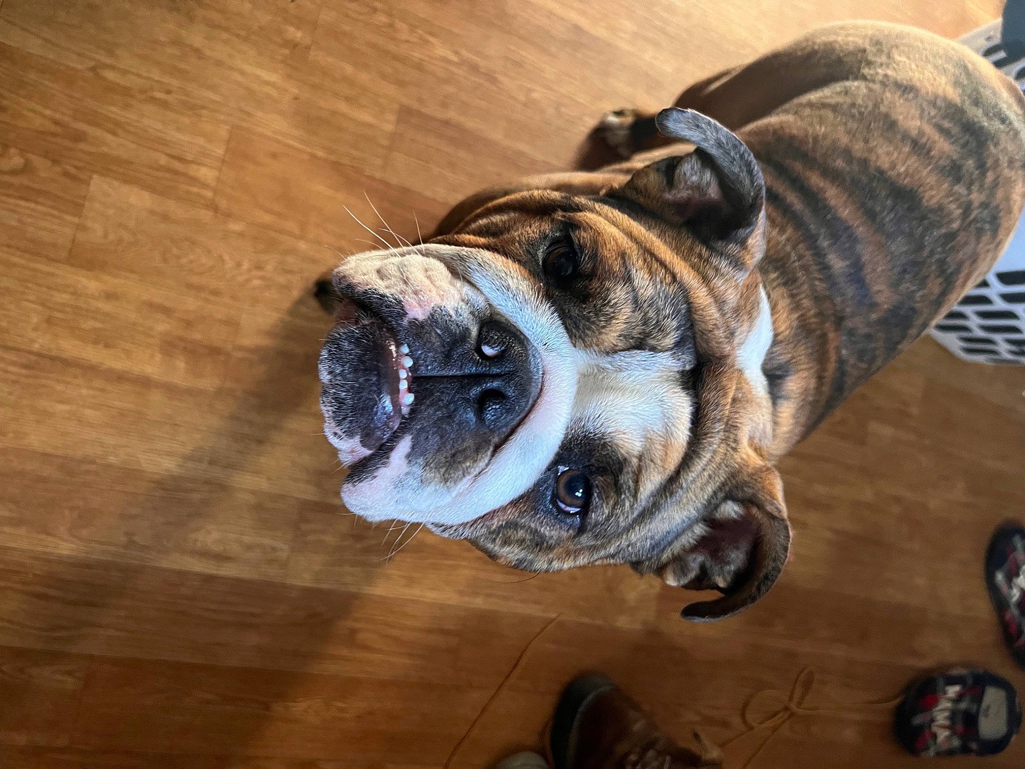 Cinnabun is registered to the contest to win money with this photo: bulldog, carnivore, collar, companion_dog, dog, dog_breed, dog_collar, fawn, floor, flooring, hardwood, leash, pet_supply, snout, tail, whiskers, window, wood, wood_stain, wrinkle