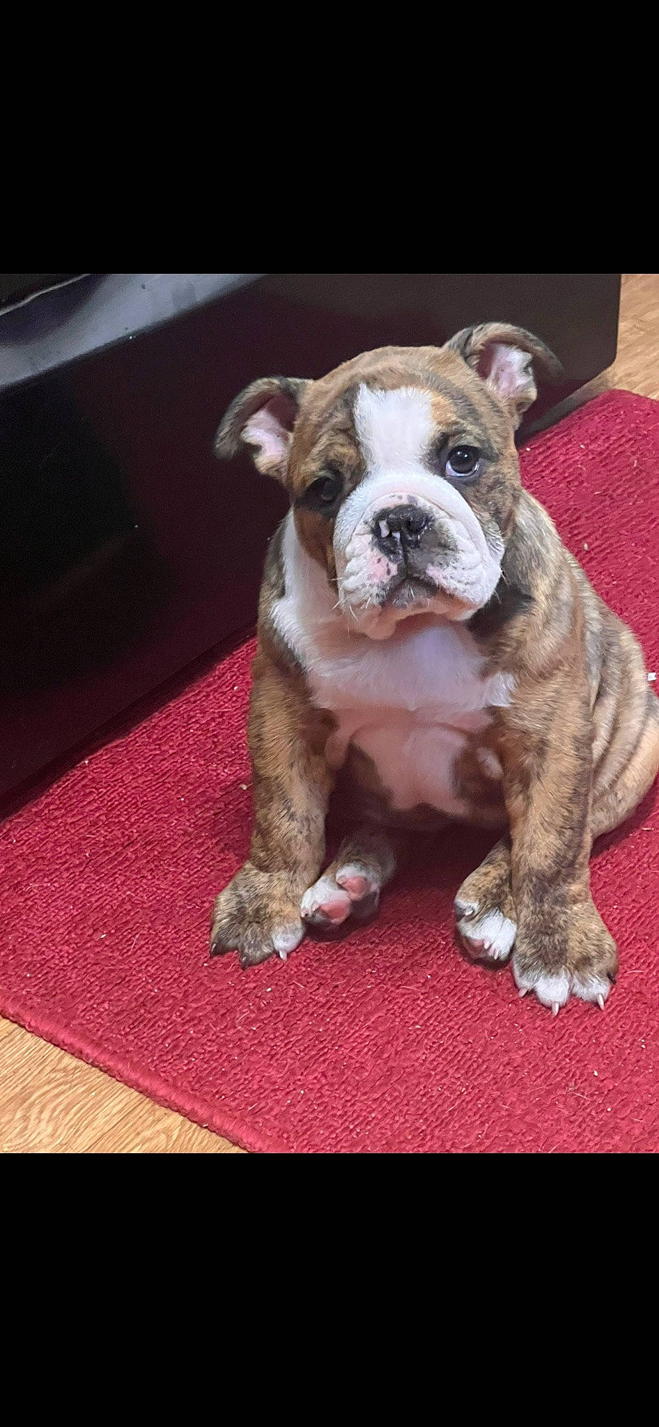 Cinnabun is registered to the contest to win money with this photo: bored, bulldog, canidae, carnivore, carpet, collar, companion_dog, dog, dog_breed, dog_collar, flooring, molosser, non_sporting_group, puppy, sporting_group, terrestrial_animal, toy_dog, working_animal, working_dog, wrinkle