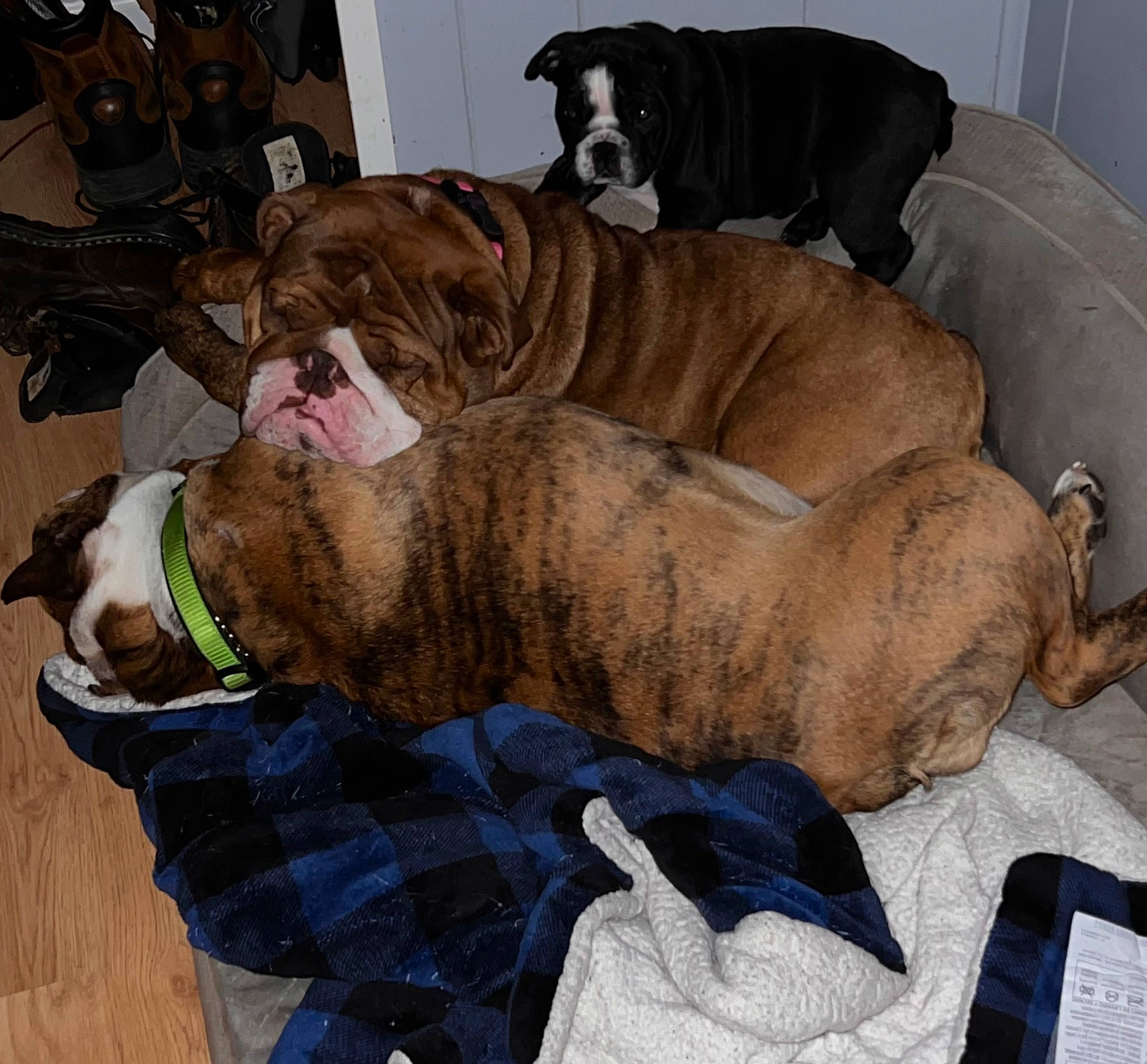 Frankie is registered to the contest to win money with this photo: canidae, carnivore, collar, comfort, companion_dog, dog, dog_breed, dog_collar, dog_supply, fawn, fur, linens, liver, pet_supply, snout, sporting_group, tail, terrestrial_animal, working_animal, wrinkle