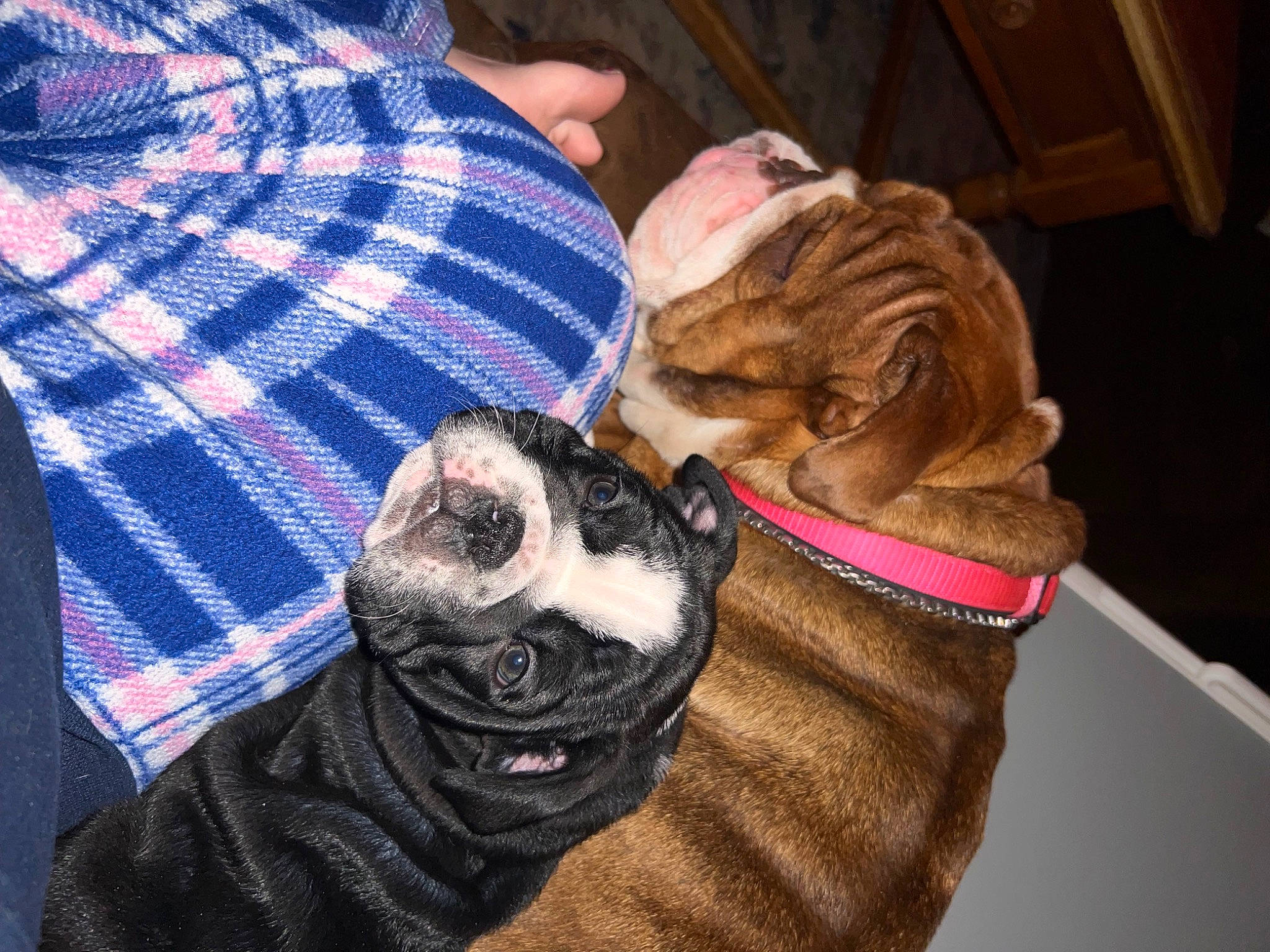 Frankie joined the competition — help win amazing prizes! canidae, carnivore, collar, comfort, companion_dog, cool, dog, dog_breed, dog_collar, ear, fawn, foot, fur, liver, pet_supply, snout, sporting_group, tartan, working_animal, wrinkle