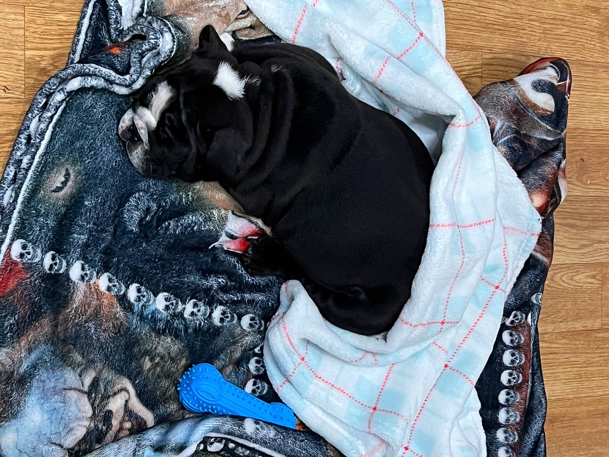 Frankie joined the competition — help win amazing prizes! bag, canidae, carmine, carnivore, collar, comfort, companion_dog, dog, dog_breed, dog_clothes, dog_supply, fawn, felidae, linens, pattern, pet_supply, small_to_medium_sized_cats, sporting_group, tail, working_animal