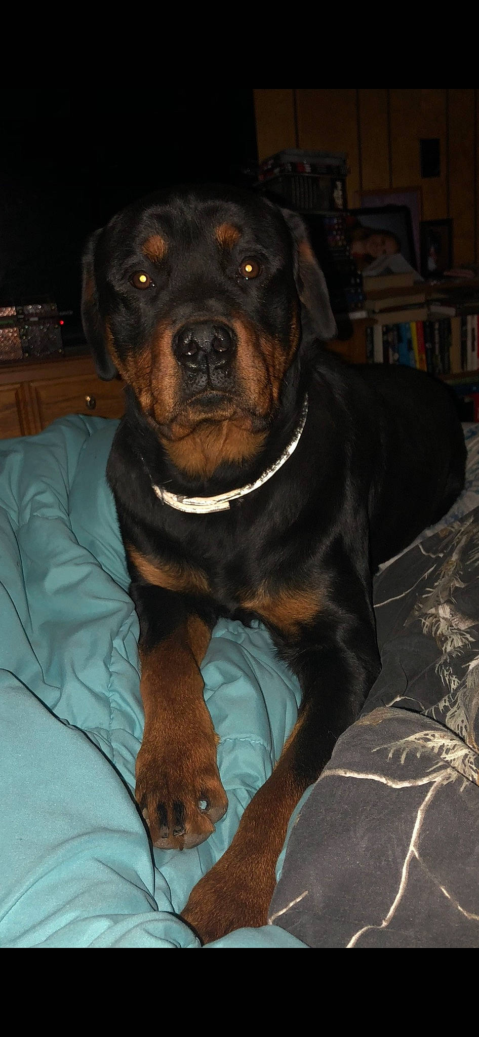 Ragnar joined the competition — help win amazing prizes! bookcase, brown, canidae, carnivore, collar, comfort, companion_dog, dog, dog_breed, dog_collar, fawn, fur, liver, shelf, snout, sporting_group, terrestrial_animal, whiskers, working_animal, working_dog