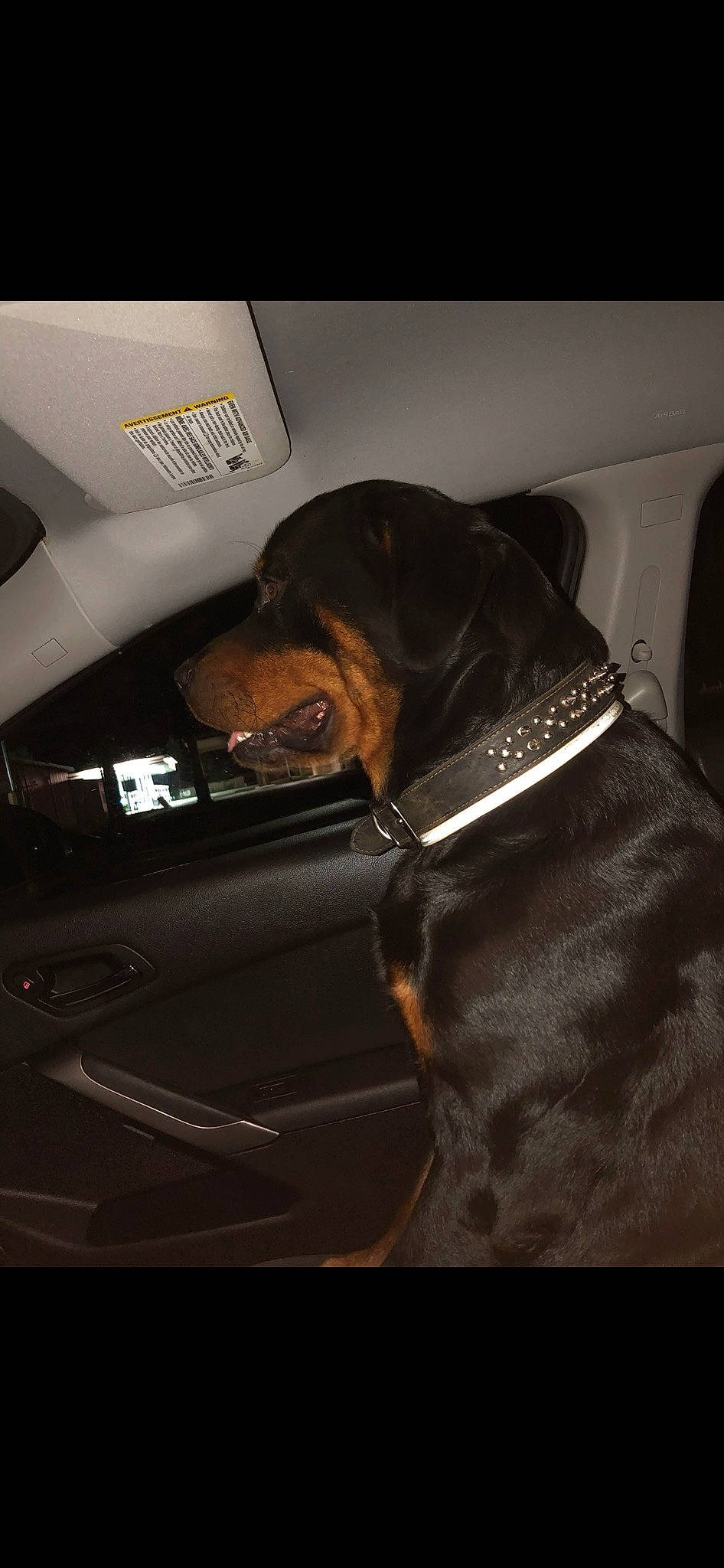 Ragnar joined the competition — help win amazing prizes! auto_part, automotive_lighting, canidae, car_seat, car_seat_cover, carnivore, collar, comfort, companion_dog, darkness, dog, dog_breed, dog_collar, fawn, liver, personal_luxury_car, snout, sporting_group, vehicle, vehicle_door