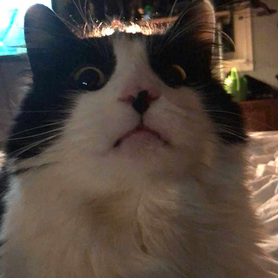 Louie