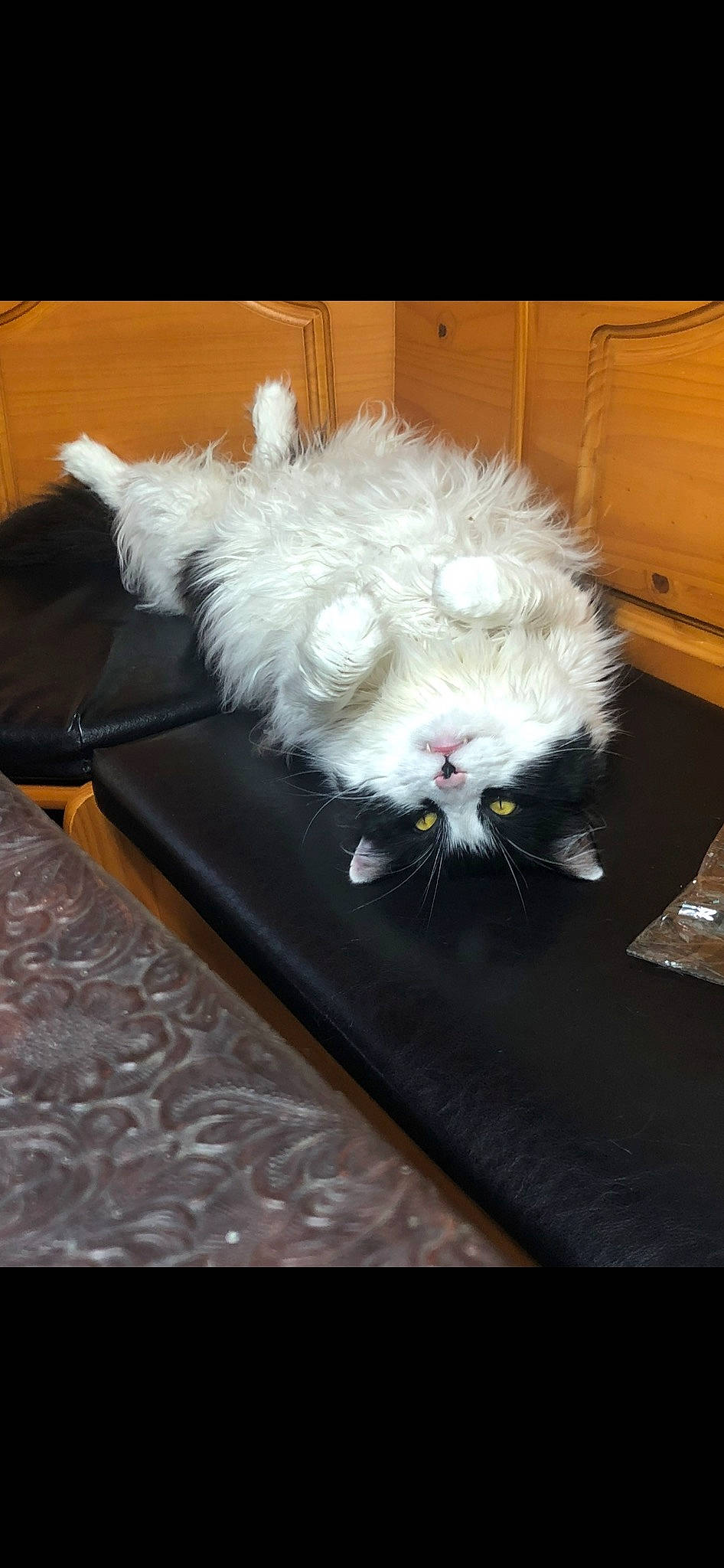 Louie is registered to the contest to win money with this photo: cat, claw, comfort, companion_dog, feather, felidae, flooring, fur, hardwood, paw, small_to_medium_sized_cats, tail, whiskers, wing, wood