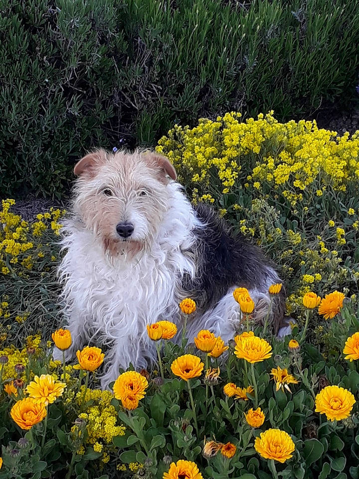 Iris participe au concours pour gagner de l'argent avec cette photo : annual_plant, canidae, carnivore, companion_dog, daisy_family, dog, dog_breed, flower, garden, groundcover, mammal, meadow, petal, plant, plant_stem, prairie, shrub, snout, terrier, wildflower
