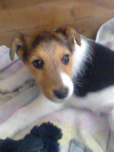 Iris participe au concours pour gagner de l'argent avec cette photo : beagle, canidae, carnivore, companion_dog, dog, dog_breed, fox_terrier, harrier, mammal, puppy, rare_breed_dog, smooth_collie, smooth_fox_terrier, snout, sporting_group, street_dog, vertebrate, whiskers