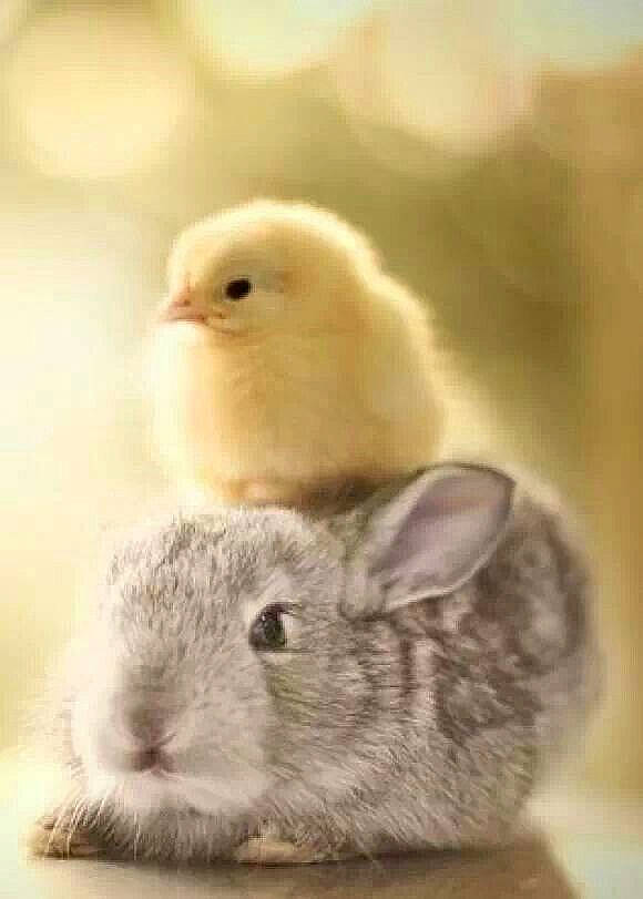 Poussin Et Lapin Trop Mignon