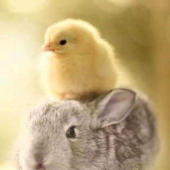 Poussin Et Lapin Trop Mignon