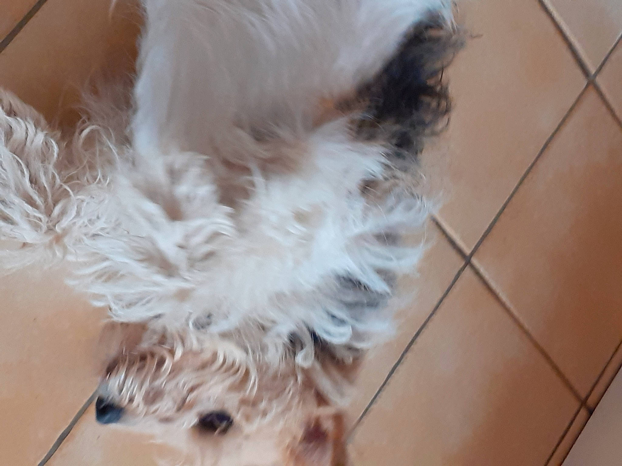 Iris participe au concours pour gagner de l'argent avec cette photo : bolonka, canidae, carnivore, companion_dog, dog, dog_breed, ear, fur, havanese, maltese, non_sporting_group, puppy, shih_tzu, sporting_group, tail, terrier, tibetan_terrier, toy_dog, west_highland_white_terrier