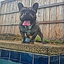 backyard, ball, brindle, close_up, cute, dog, french_bulldog, happy, mammal, outdoor, panting, pet, playful, pool, pool_tile, standing, stone_edge, tongue_out, water, wooden_fence