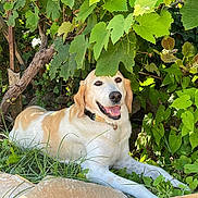 Babouche participe au concours pour gagner de l'argent avec cette photo : animal, canine, collar, dog, fur, garden, golden_retriever, grass, greenery, happy, leaves, nature, outdoor, pet, relaxed, resting, shade, smiling, summer, sunlight