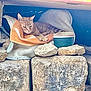Minette participe au concours pour gagner de l'argent avec cette photo : cat, stone, towel, container, resting, animal, cozy, nook, orange_cat, rocks, outdoor, relaxed, quiet, shelter, pet, fur, small_space, comfort, domestic_animal, hidden