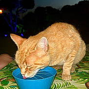 Minette participe au concours pour gagner de l'argent avec cette photo : cat, ginger_cat, drinking, water, blue_bowl, tablecloth, tropical_pattern, toucan_image, outdoor, night, animal, pet, whiskers, ears, fur, tongue, close_up, mammal, domestic_cat, table