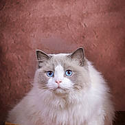Waka a rejoint le concours — aidez-le/la à gagner de superbes lots ! cat, fluffy, blue_eyes, basket, portrait, indoor, feline, pet, cute, domestic_animal, whiskers, fur, animal, closeup, face, looking, sitting, cozy, calm, background