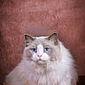 cat, fluffy, blue_eyes, basket, portrait, indoor, feline, pet, cute, domestic_animal, whiskers, fur, animal, closeup, face, looking, sitting, cozy, calm, background