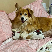 Gizmo joined the competition — help win amazing prizes! dog, bed, pillow, blanket, indoor, pet, canine, fur, resting, pink, cozy, comfortable, domestic, animal, cute, fluffy, smiling, relaxed, home, decor