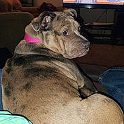 Precious is registered to the contest to win money with this photo: dog, canine, pet, brindle, brindle_coat, pink_collar, collar, sitting, couch, couch_pet, living_room, television, tv_show, cartoon_characters, indoor, close_up, fur, side_eye, relaxed, flash_photo