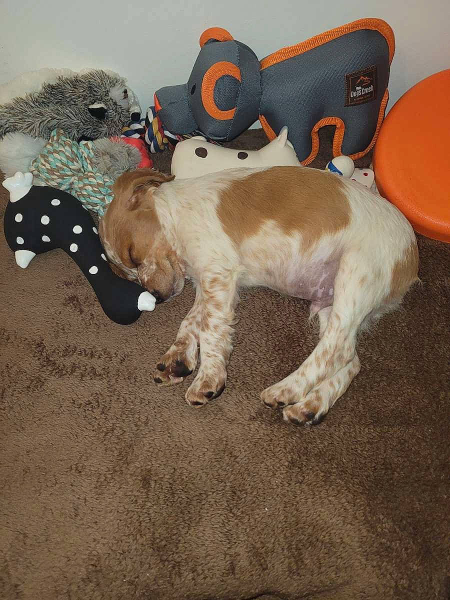 Hayko a rejoint le concours — aidez-le/la à gagner de superbes lots ! art, carnivore, collar, companion_dog, dog, dog_breed, dog_clothes, dog_collar, dog_supply, fawn, fur, goggles, leash, pet_supply, stuffed_toy, tail, terrier, toy, toy_dog, working_animal