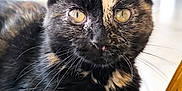 Savana a rejoint le concours — aidez-le/la à gagner de superbes lots ! cat, kitten, tortoiseshell, close_up, yellow_eyes, whiskers, indoor, pet, feline, fur, animal, cute, relaxed, soft, young, face, ears, nose, laying, domestic_cat