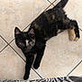 Savana a rejoint le concours — aidez-le/la à gagner de superbes lots ! kitten, cat, tortoiseshell, floor, tile, pet, animal, indoor, curious, paw, laying, young, cute, feline, whiskers, ears, eyes, fur, relaxed, domestic