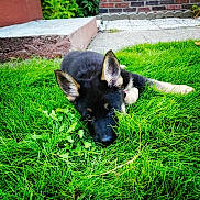 Red is registered to the contest to win money with this photo: animal, backyard, brick_wall, canine, curious, cute, dog, ears, face, fur, german_shepherd, grass, greenery, laying_down, nature, outdoor, pet, puppy, steps, young_dog