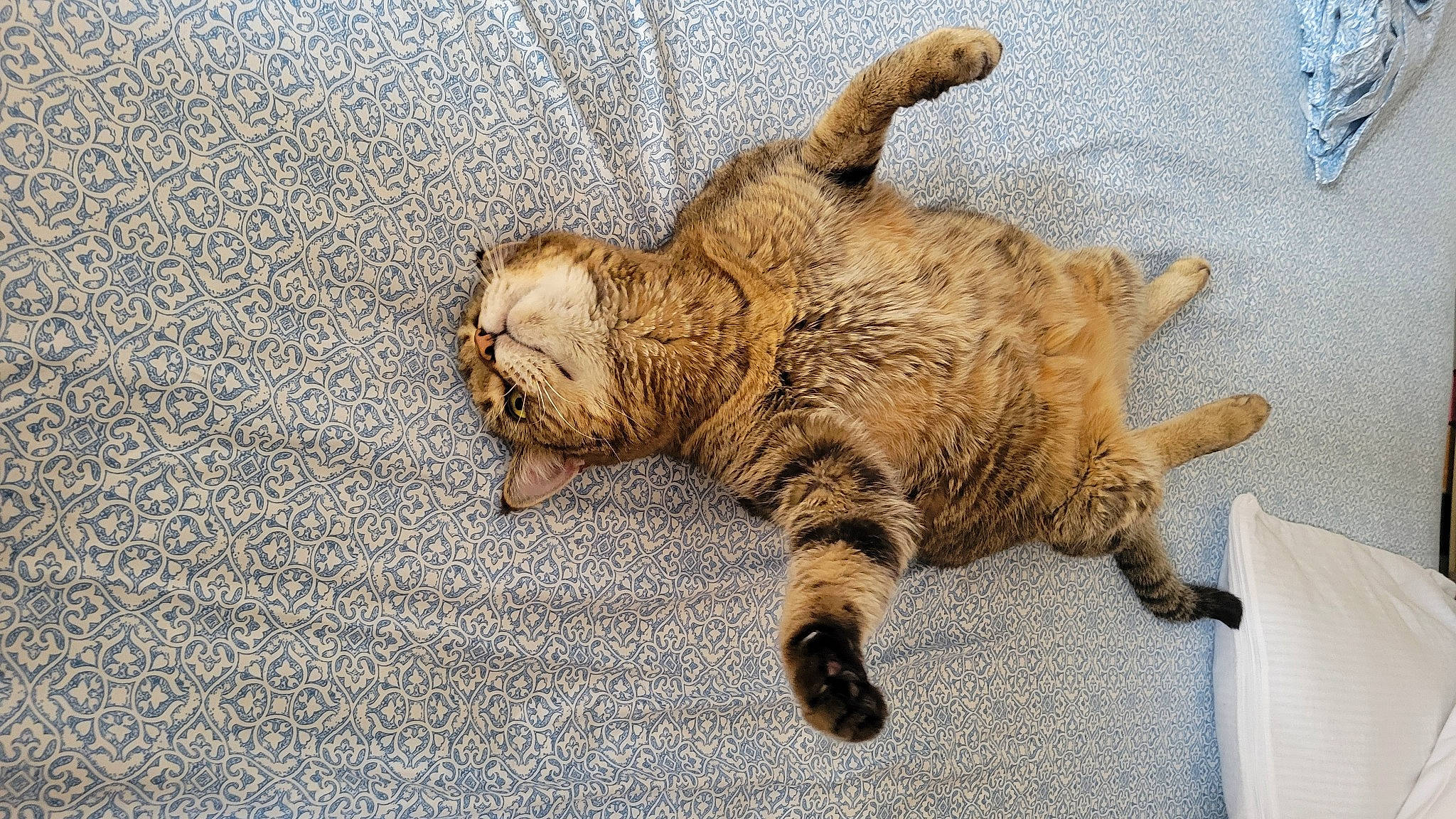 Rex