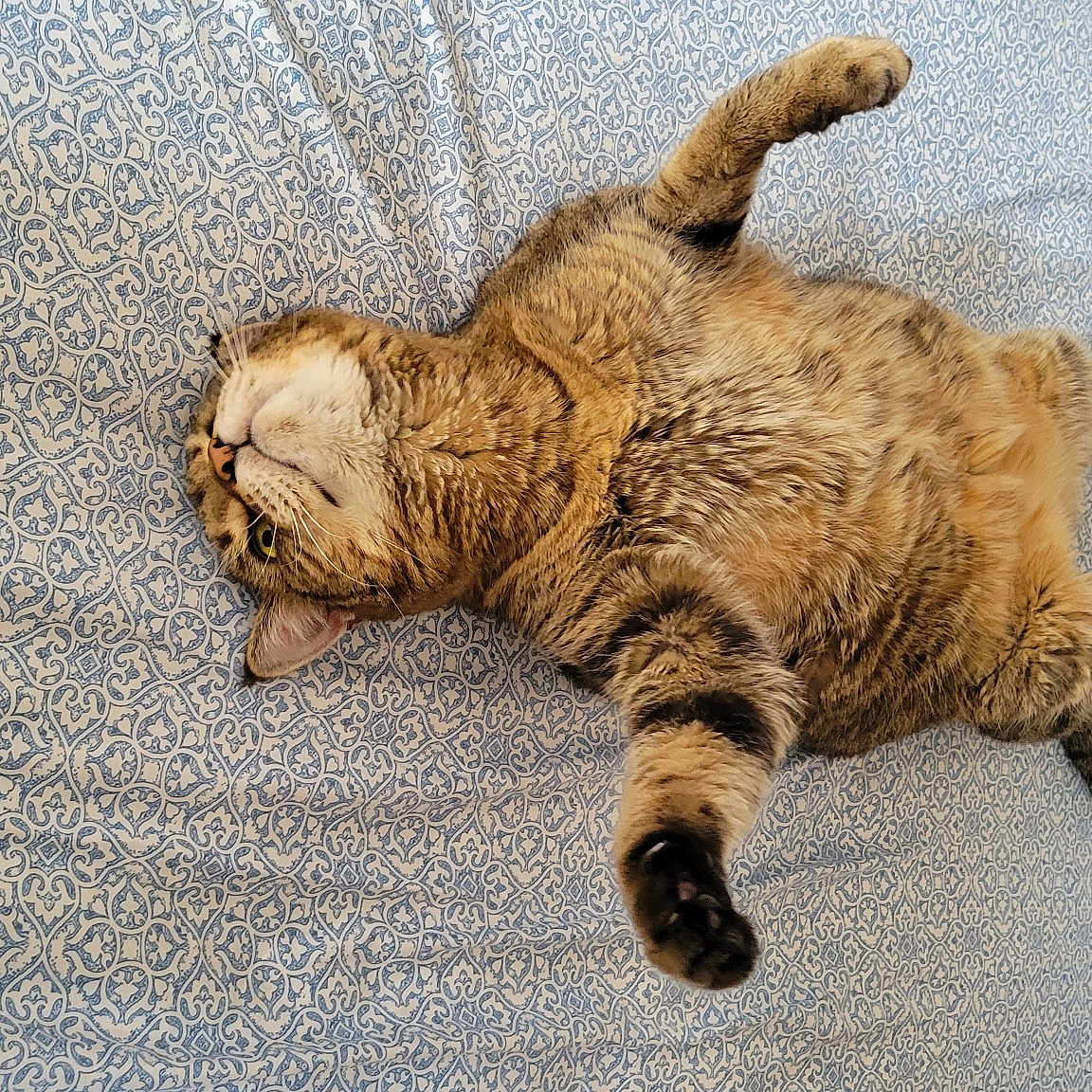 Rex