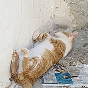Douky participe au concours pour gagner de l'argent avec cette photo : cat, orange_cat, white_cat, sleeping, relaxed, belly_up, outdoor, concrete_floor, wall, plastic_bowl, newspaper, paw, tail, fur, pet, animal, napping, resting, sunlight, quiet