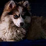 animal, blue_eyes, calm, canine, companion, cute, dark_background, dog, ears, fluffy, fur, indoor, lying_down, muzzle, nose, pet, portrait, quiet, resting, soft_texture