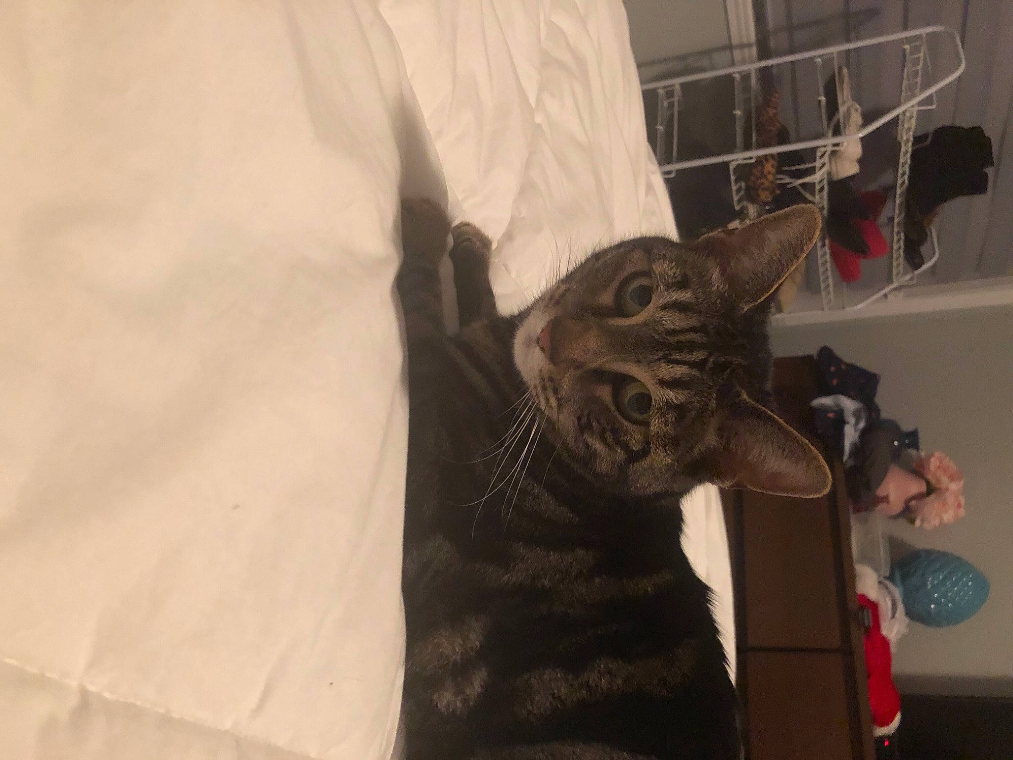 Foufi participe au concours pour gagner de l'argent avec cette photo : carnivore, cat, domestic_short_haired_cat, felidae, fur, jaw, pet_supply, small_to_medium_sized_cats, snout, tabby_cat, vertebrate, whiskers