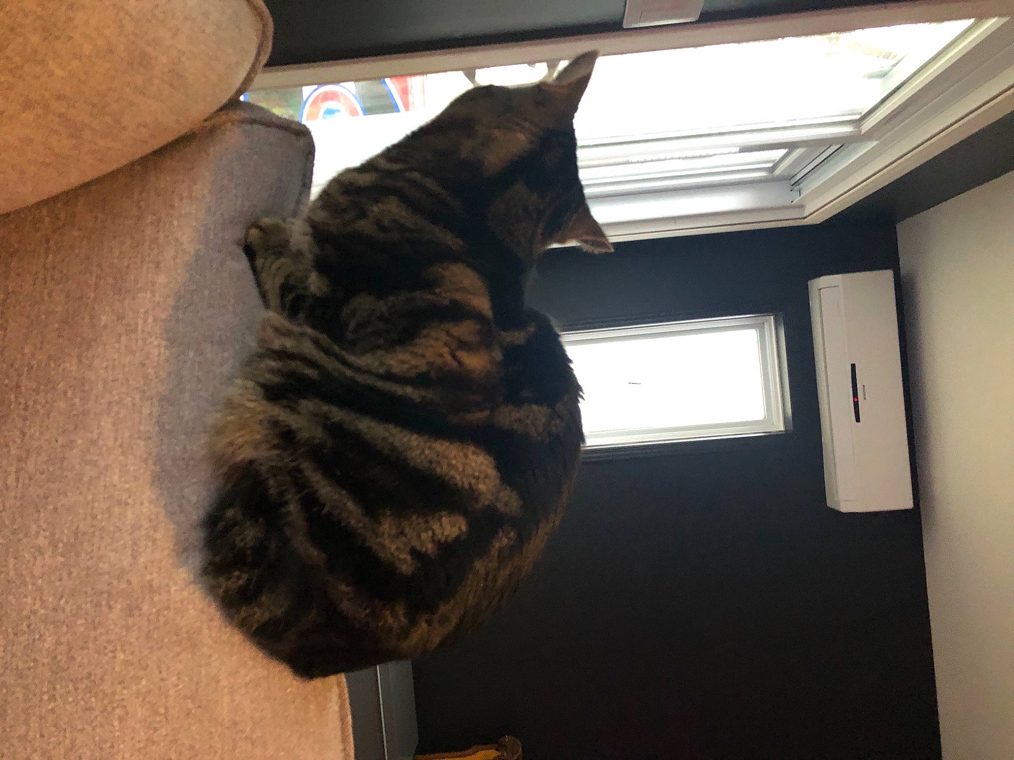 Foufi a rejoint le concours — aidez-le/la à gagner de superbes lots ! carnivore, cat, ceiling, daylighting, felidae, fixture, fur, natural_material, small_to_medium_sized_cats, tabby_cat, whiskers