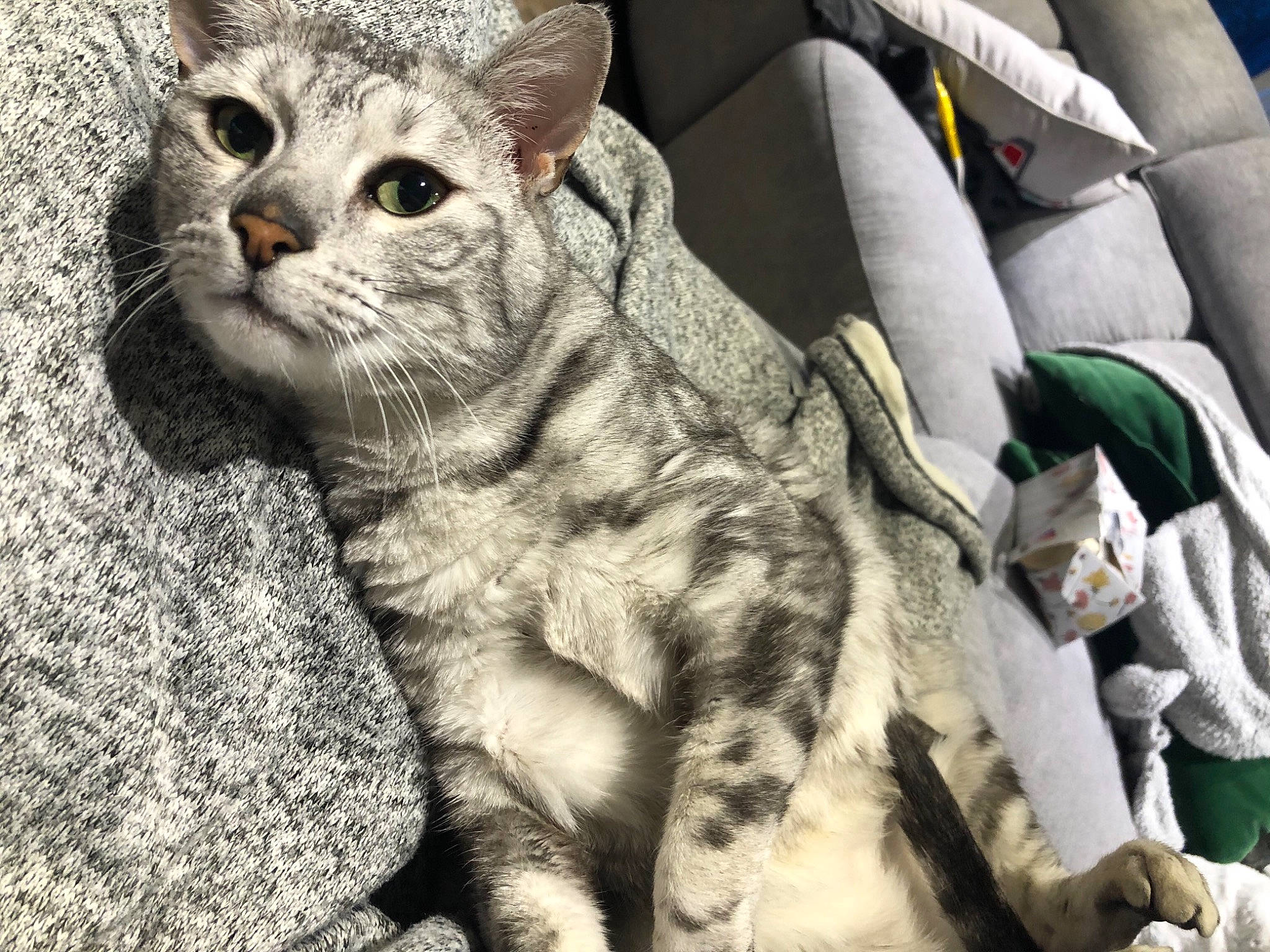 Olaf participe au concours pour gagner de l'argent avec cette photo : car_seat, car_seat_cover, carnivore, cat, claw, curious, domestic_short_haired_cat, felidae, fur, grey, kitten, paw, small_to_medium_sized_cats, snout, terrestrial_animal, vertebrate, whiskers