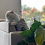 Maki a rejoint le concours — aidez-le/la à gagner de superbes lots ! cat, white_cat, pet, sofa, couch, cushion, indoor, houseplant, green_leaves, sleeping, nap, relaxed, whiskers, fur, window, blurred_background, bokeh, living_room, cozy, furniture