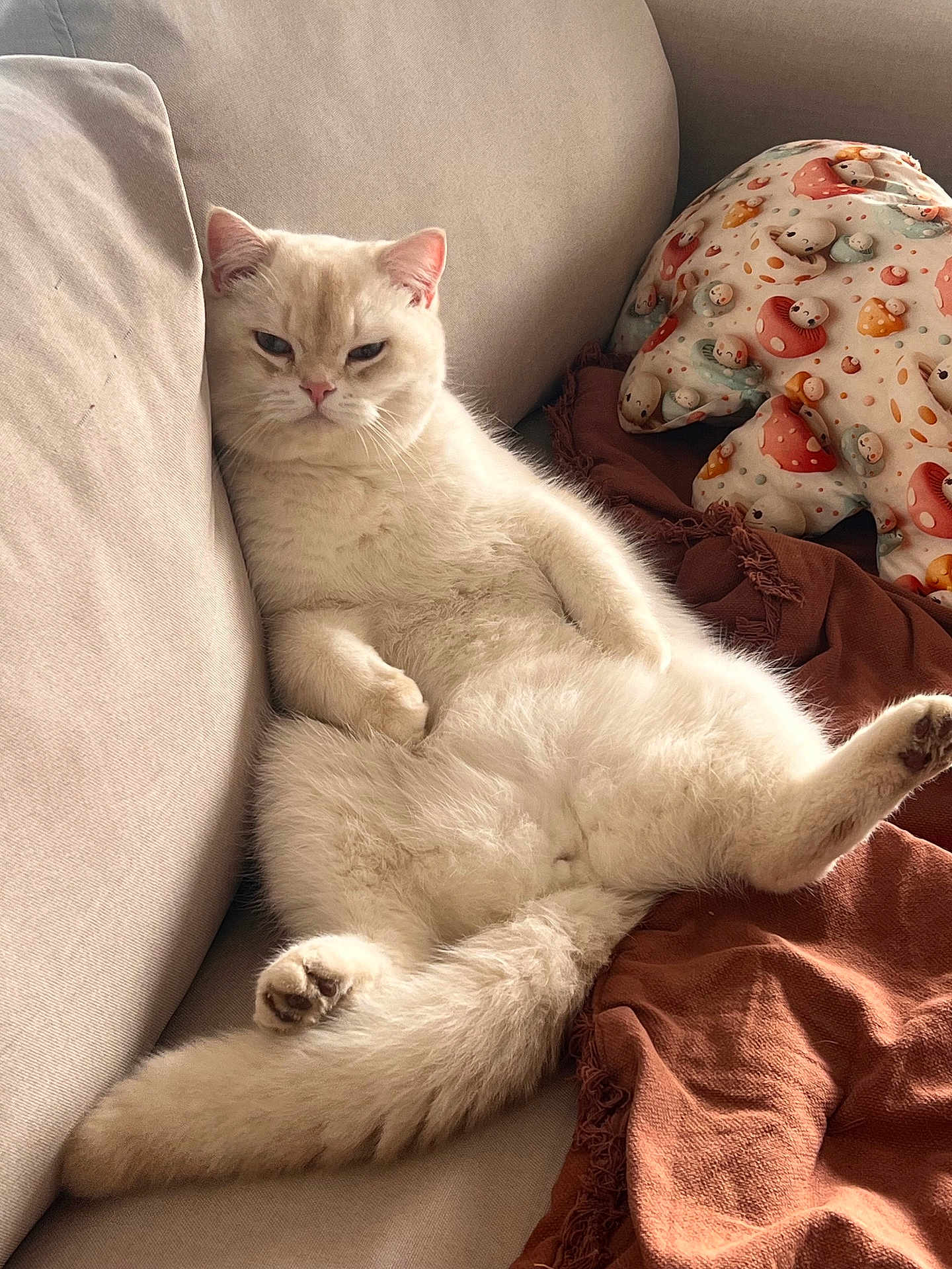 Maki a rejoint le concours — aidez-le/la à gagner de superbes lots ! cat, pet, sofa, couch, blanket, pillow, indoor, lounging, relaxed, fur, tail, paw, whiskers, cozy, living_room, upholstery, cute, portrait, sleepy, cream_cat