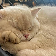 Maki a rejoint le concours — aidez-le/la à gagner de superbes lots ! cat, sleeping, close_up, fur, whiskers, paw, pink_nose, indoor, metal_chair, lattice_pattern, cozy, pet, domestic_cat, relaxed, portrait, soft_texture, cream_fur, curled_up, napping, sleep