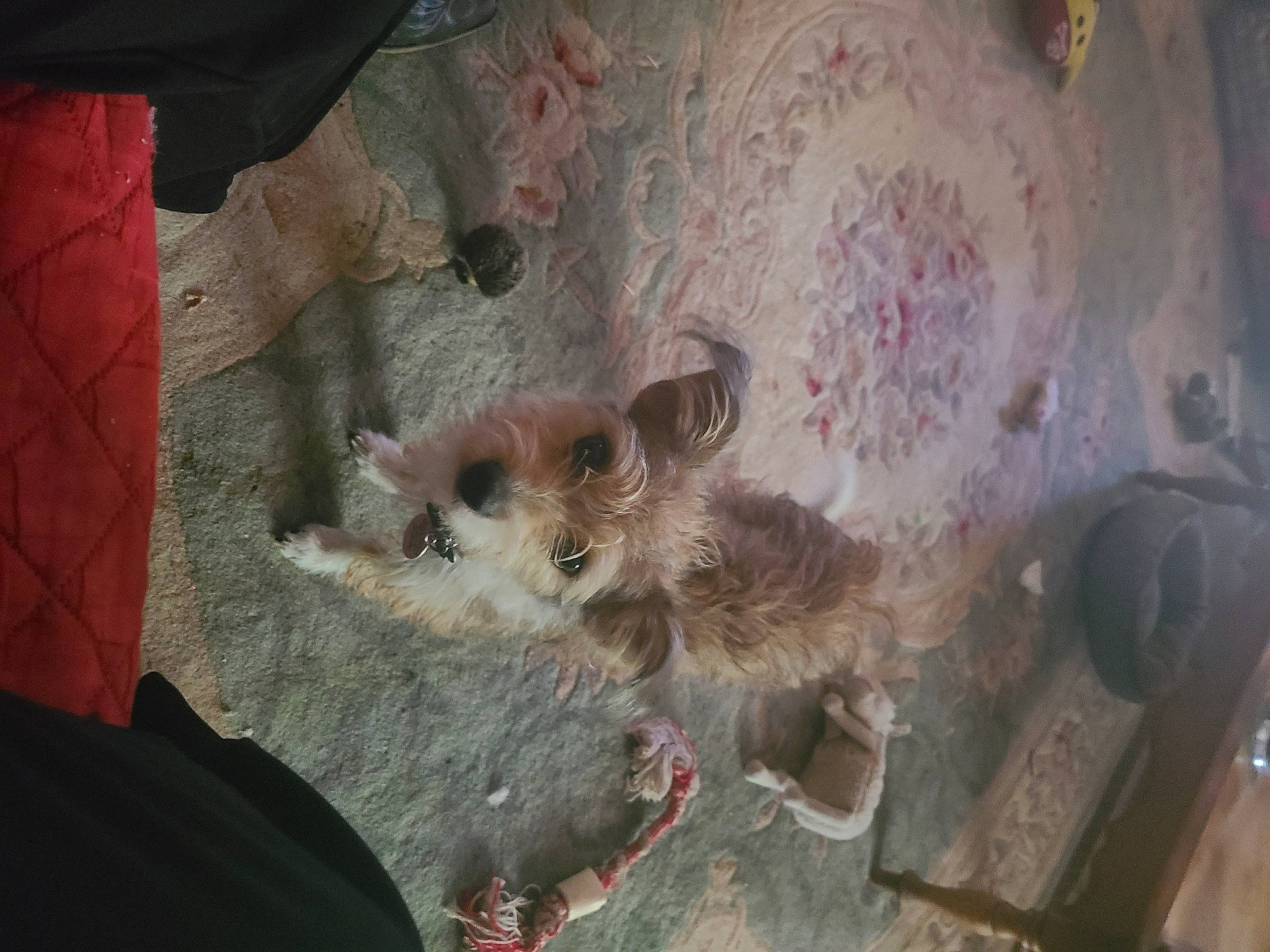 Nellie is registered to the contest to win money with this photo: canidae, carnivore, dog, dog_breed, fawn, fur, livestock, snout, sporting_group, terrestrial_animal, toy_dog, whiskers, wildlife, wood, working_animal