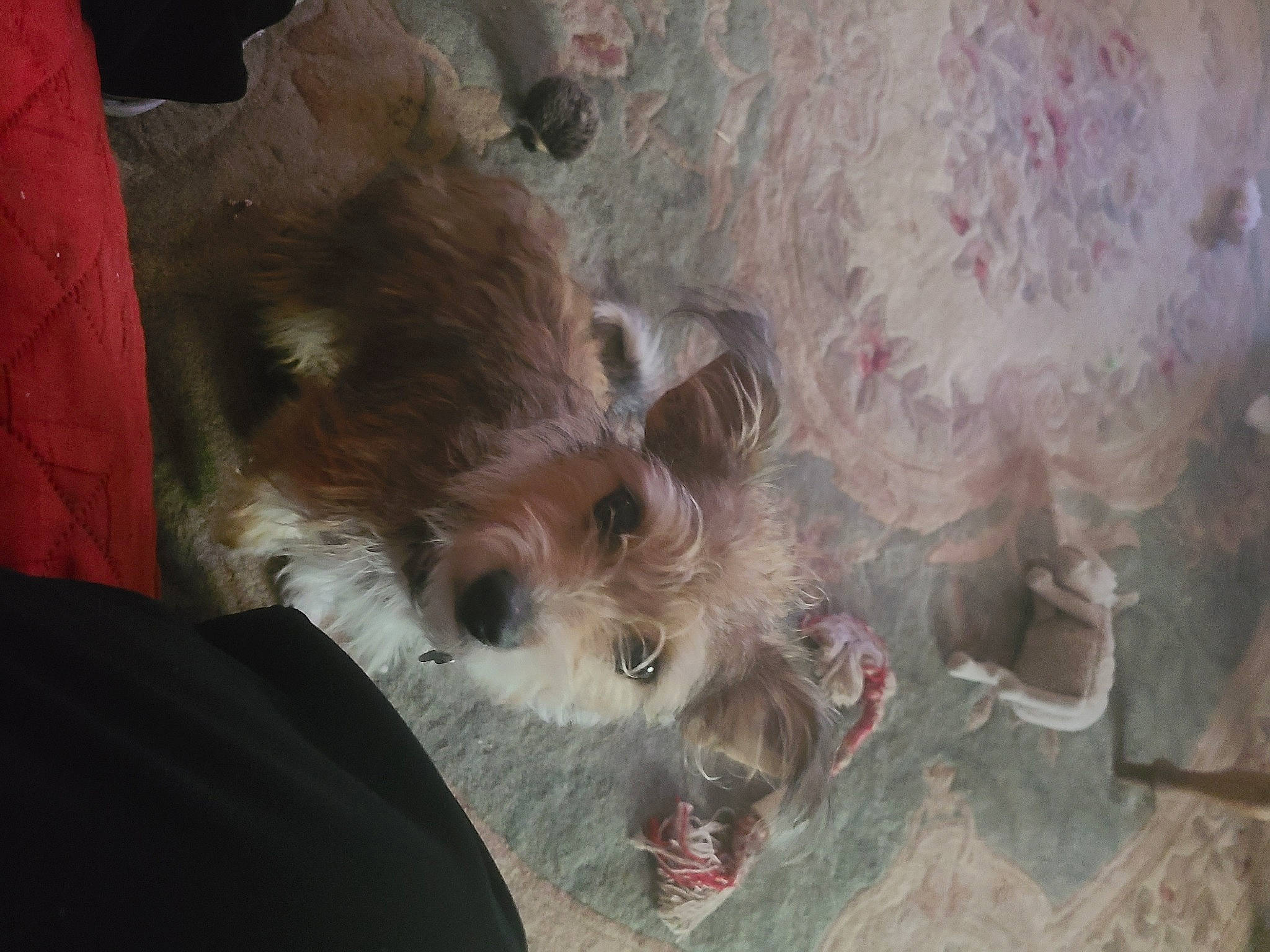 Nellie joined the competition — help win amazing prizes! canidae, carnivore, claw, companion_dog, dog, dog_breed, fawn, fur, liver, livestock, rodent, small_terrier, snout, sporting_group, terrestrial_animal, terrier, toy_dog, whiskers, wildlife, working_animal