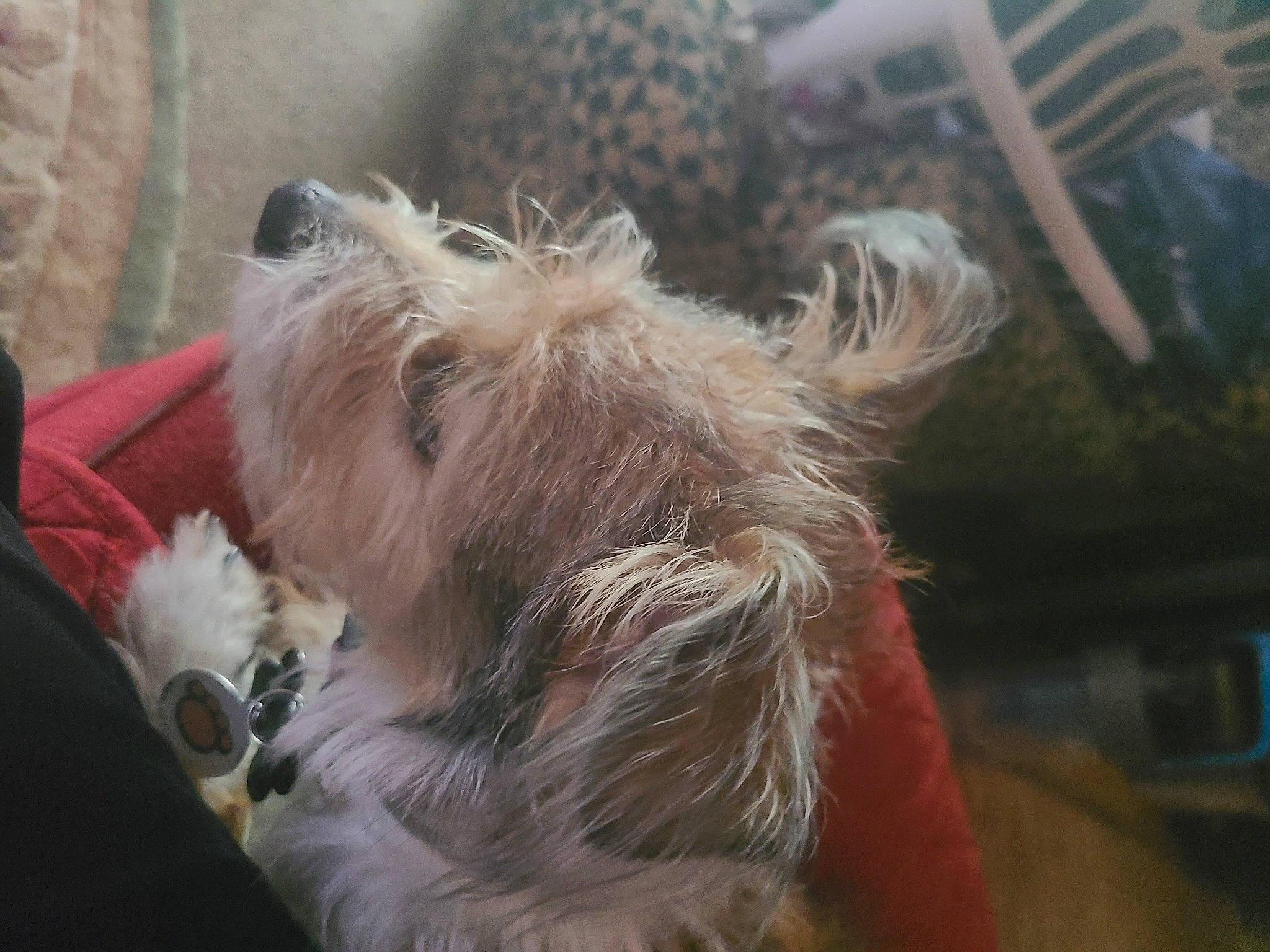 Nellie is registered to the contest to win money with this photo: ananas, canidae, carnivore, companion_dog, dog, dog_breed, fawn, fur, liver, small_terrier, sporting_group, terrier, toy_dog, welsh_terrier, working_animal