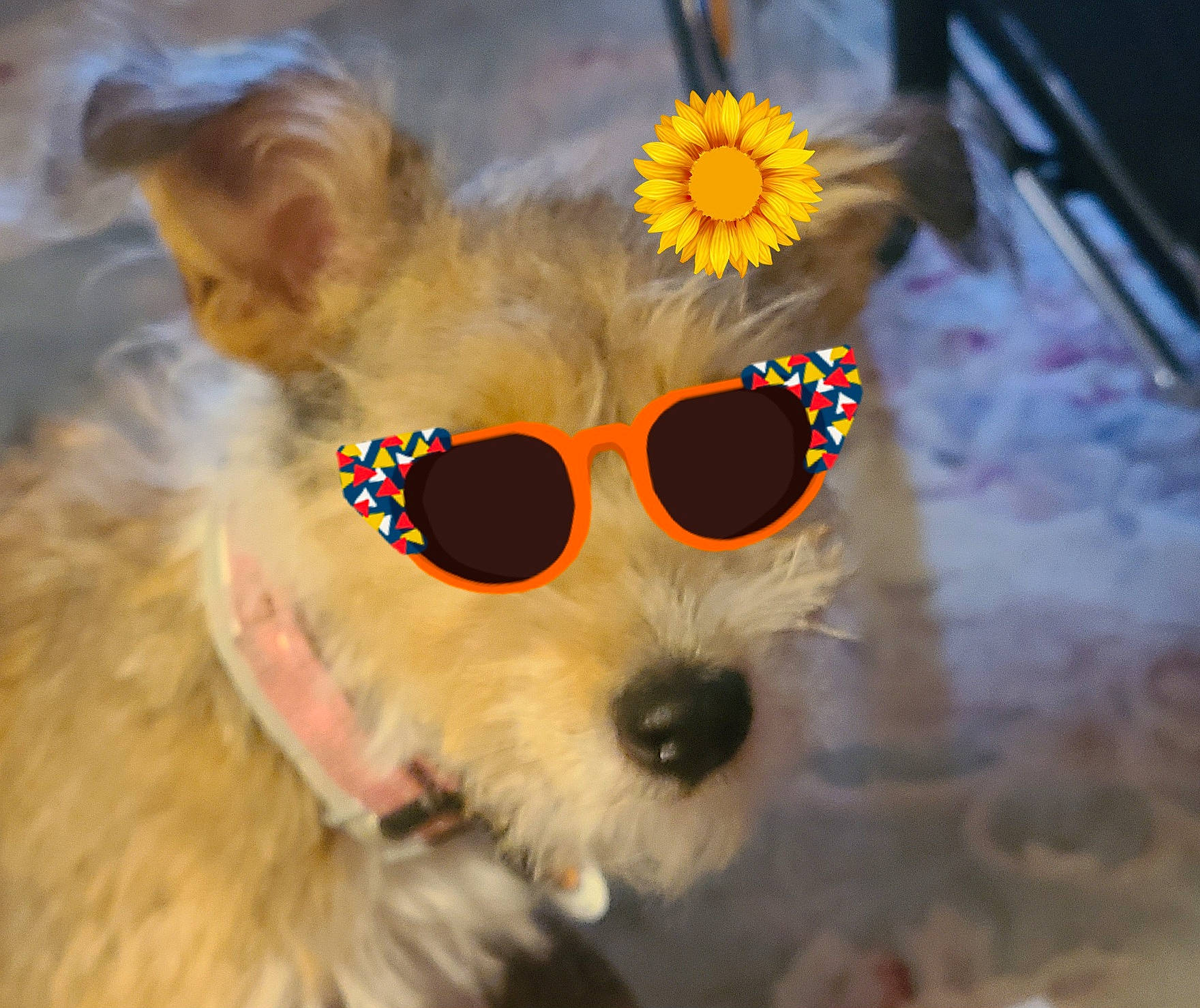 Nellie is registered to the contest to win money with this photo: carnivore, companion_dog, dog, dog_breed, dog_supply, eyewear, fashion_accessory, fawn, felidae, glasses, goggles, pattern, personal_protective_equipment, snout, stuffed_toy, sunglasses, toy, toy_dog, vision_care, whiskers