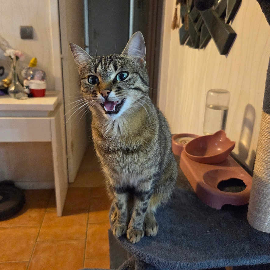 Umia participe au concours pour gagner de l'argent avec cette photo : animal, cat, cat_tree, curious, cute, domestic, ears, expression, feline, floor_tiles, food_bowl, home, indoor, meowing, pet, playful, sitting, tabby_cat, water_bottle, whiskers