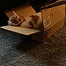 Astrid joined the competition — help win amazing prizes! animal, box, cardboard_box, carpet, cat, collar, cozy, curious, cute, domestic, feline, home, indoor, orange_cat, pet, quiet, relaxed, resting, side_view, white_cat