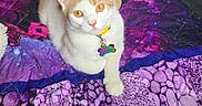 Astrid joined the competition — help win amazing prizes! animal, bed, blue, box, carpet, cat, collar, colorful_bedding, feline, floor, indoor, looking_at_camera, lying_down, orange_and_white_cat, pet, pink, purple, quilt, relaxed, tag
