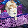 animal, bed, blue, box, carpet, cat, collar, colorful_bedding, feline, floor, indoor, looking_at_camera, lying_down, orange_and_white_cat, pet, pink, purple, quilt, relaxed, tag
